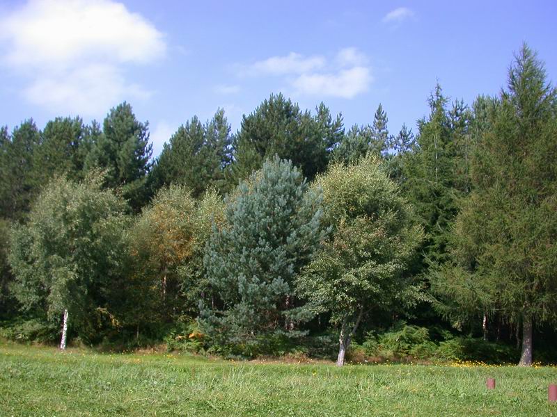 Chopwell Wood